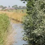 Maneschijn****
