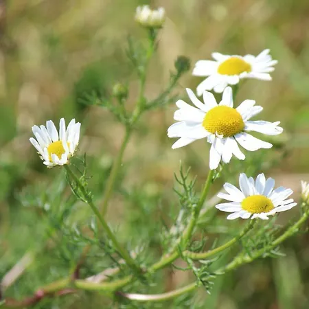 Дом отдыха Maneschijn**** Миделкерк