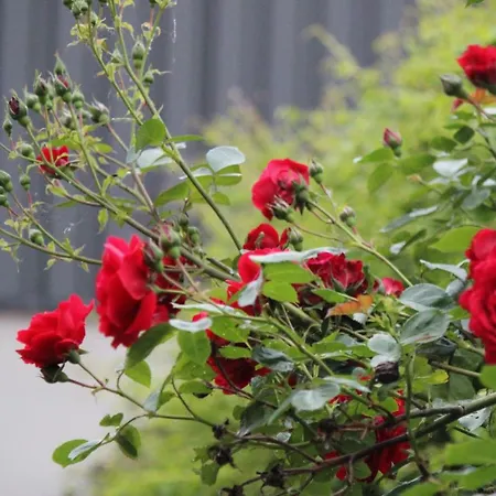 בית נופש Maneschijn****