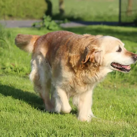 Maneschijn**** בית נופש *