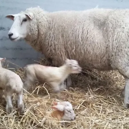 Maneschijn**** Дом отдыха