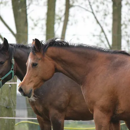 Дом отдыха Maneschijn**** Миделкерк