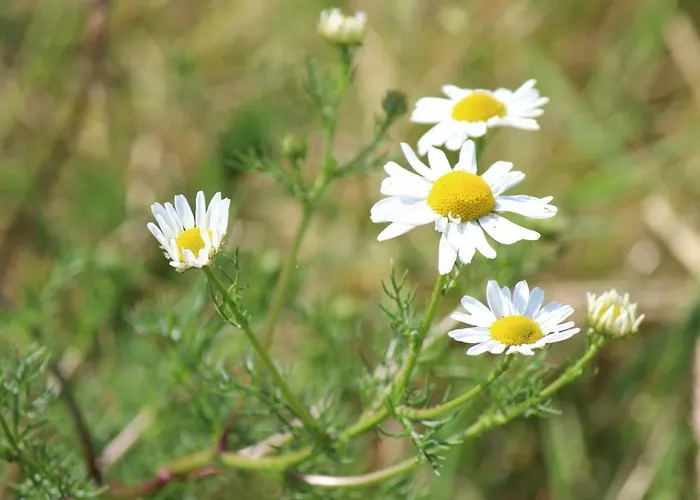Casa vacanze Maneschijn**** Middelkerke
