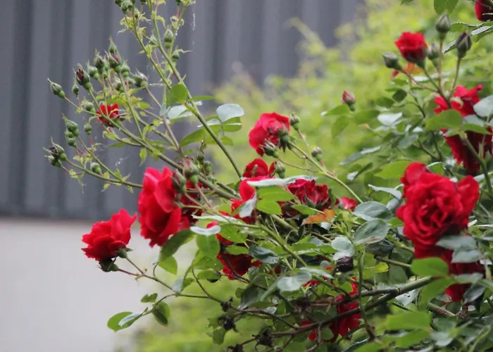 펜션 Maneschijn****