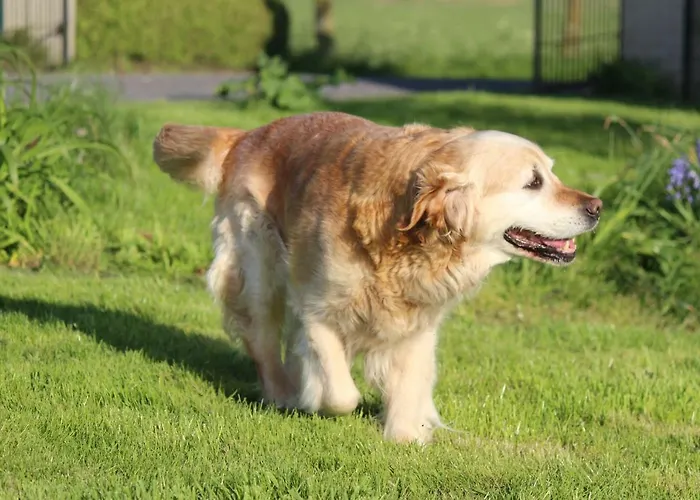 Maneschijn**** 펜션 *