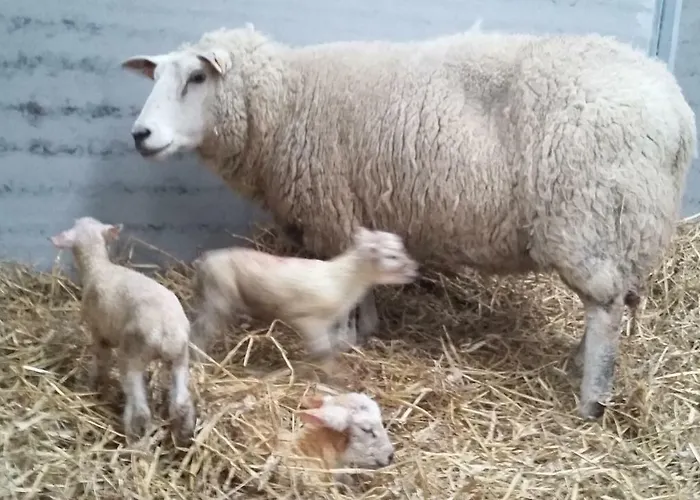 Maneschijn**** Casa vacanze