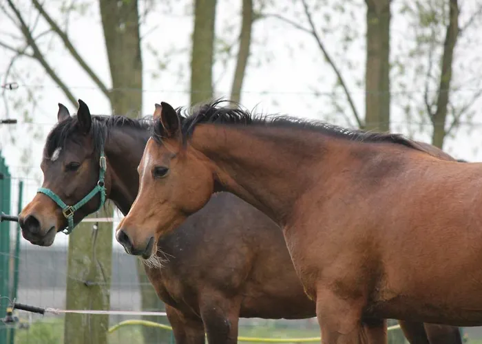 Casa vacanze Maneschijn**** Middelkerke